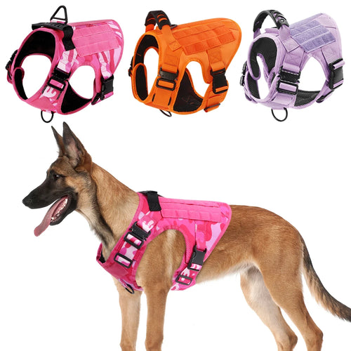 Dogs