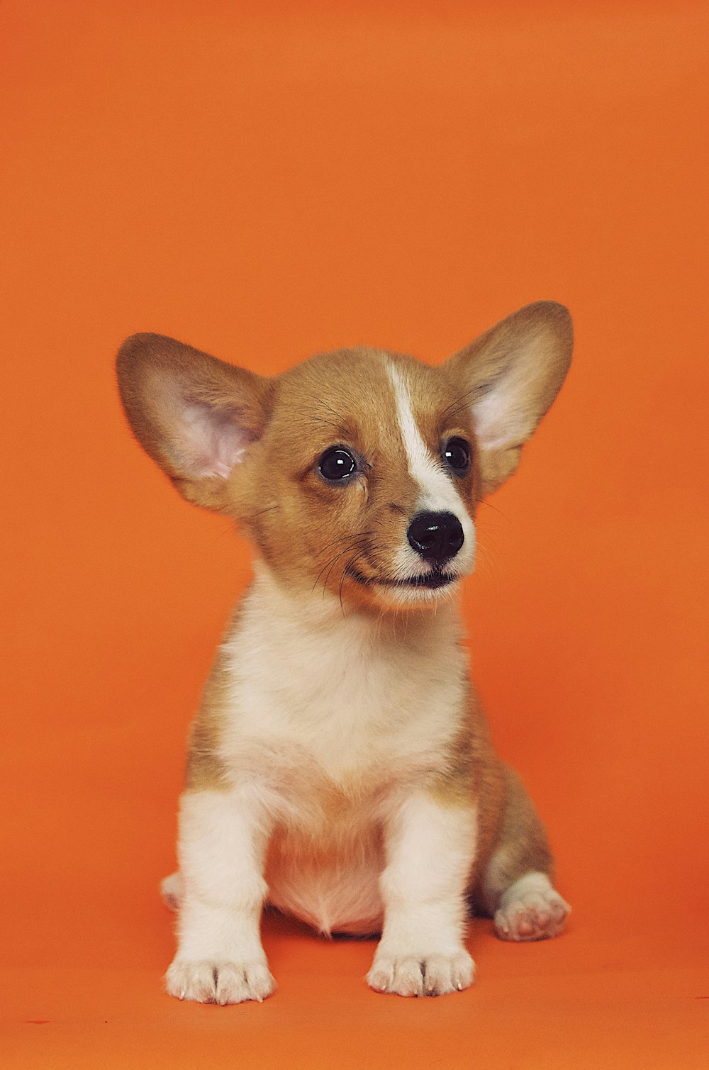 Pet Travel Gear