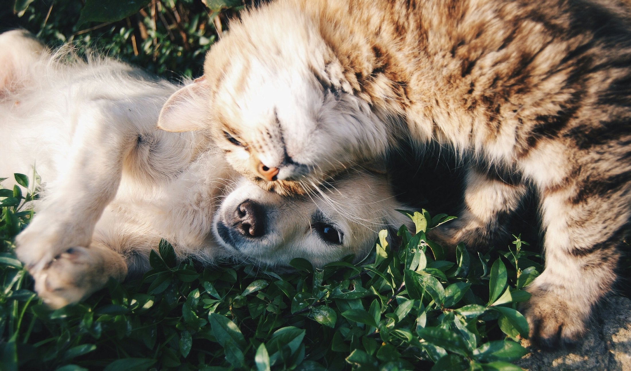 A dog and a cat together