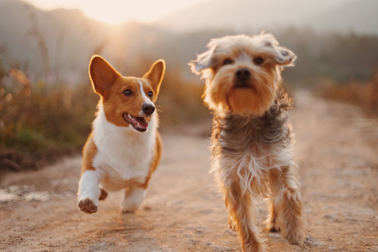 Two dogs running outdoors