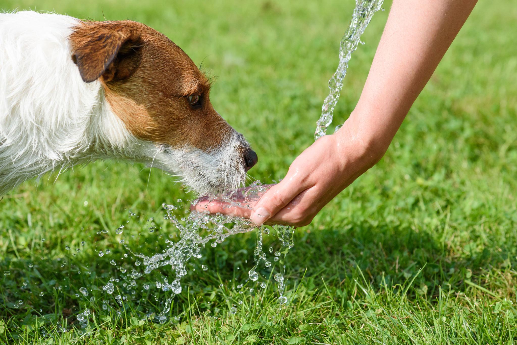 Keeping Your Dog Safe and Comfortable During Summer