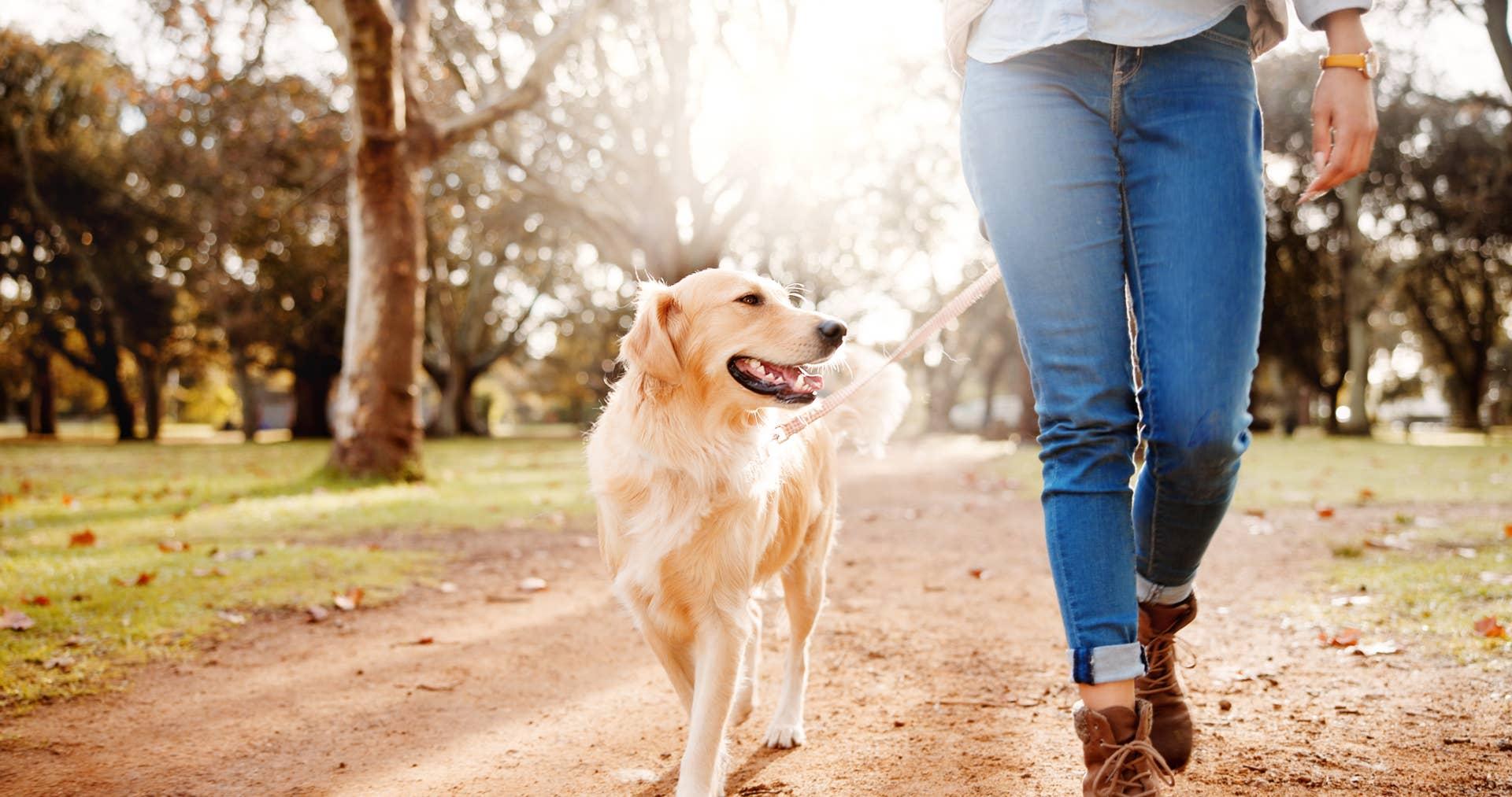 Why Daily Walks Are One of the Best Things You Can Do for Your Dog