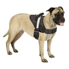 Guardian Gear Excursion Harnesses 36-46In for Dogs – Reflective Safety