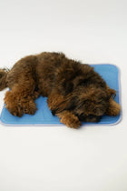 The Green Pet Shop Cool Pet Pad, Pressure-Activated Self-Cooling Gel Mat (view 4)