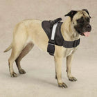 Guardian Gear Excursion Harnesses 36-46In for Dogs – Reflective Safety