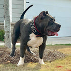 Hand-Stitched Leather Dog Collar, 3.15 in Wide, Large Breeds (L-XL) - detail view 2 of 3